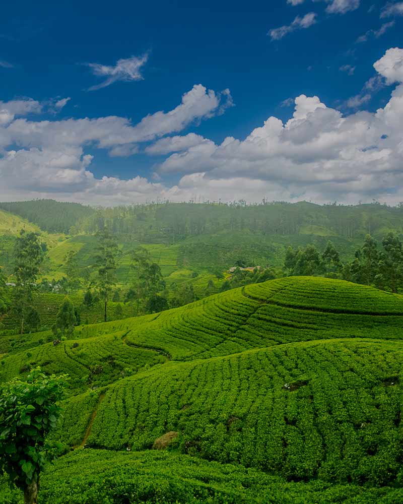 Unique Experiences in Nuwara Eliya | Love Sri Lanka