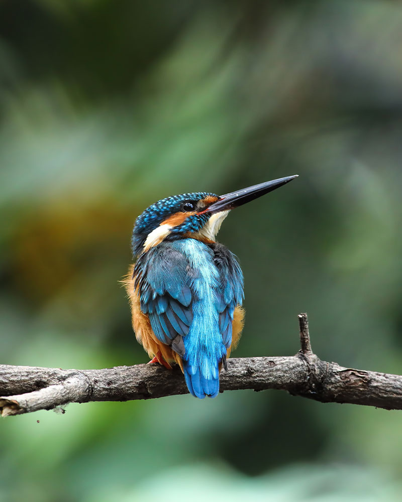 Best Places for Solo Bird Watching Enthusiasts | Love Sri Lanka