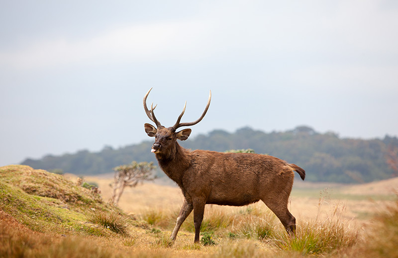 Horton Plains National Park