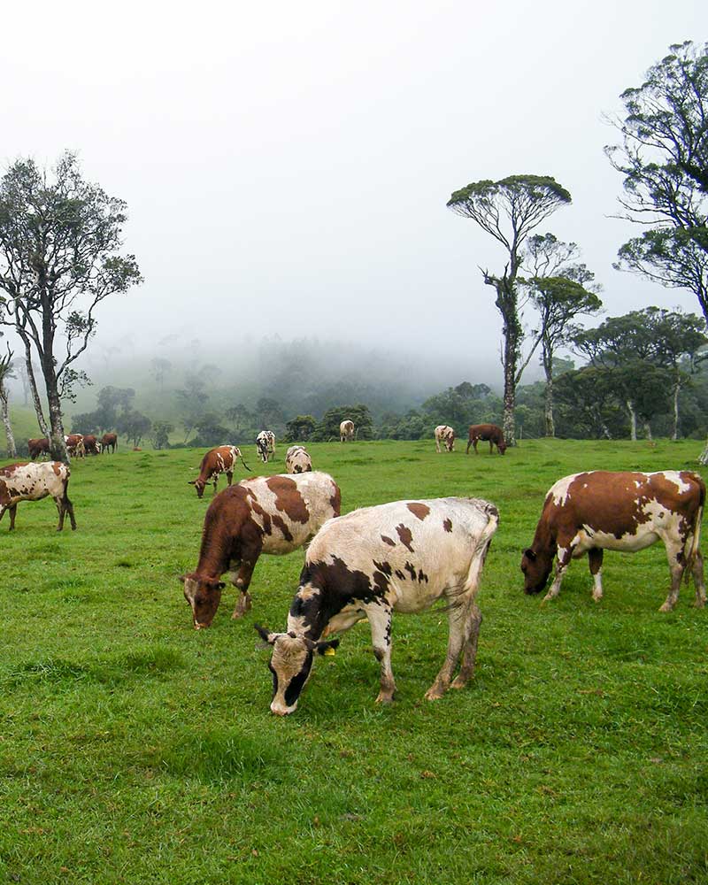 Ambewela Farm | Attractions in Nuwara Eliya | Love Sri Lanka