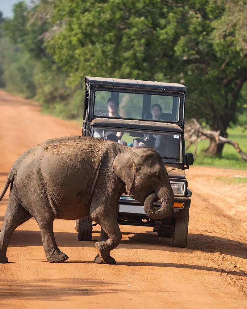 Yala National Park | Attractions in Yala | Love Sri Lanka