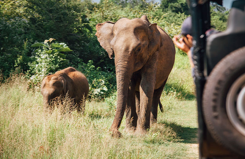 All About Yala National Park