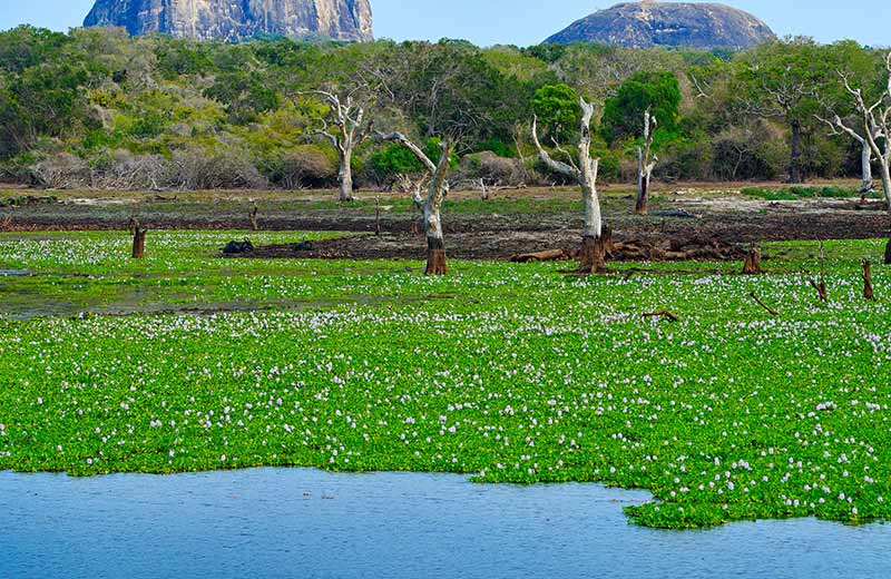 Image result for wetlands in sri lanka