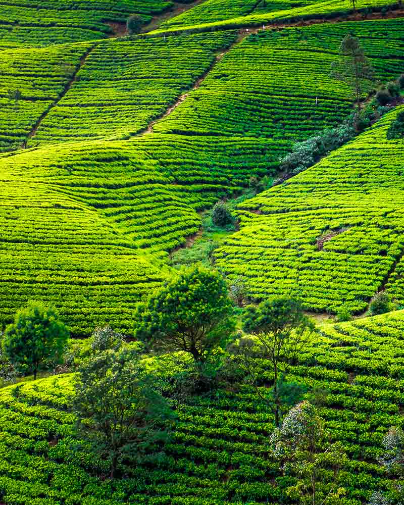 Romantic Ceylon Tea Adventures | Love Sri Lanka